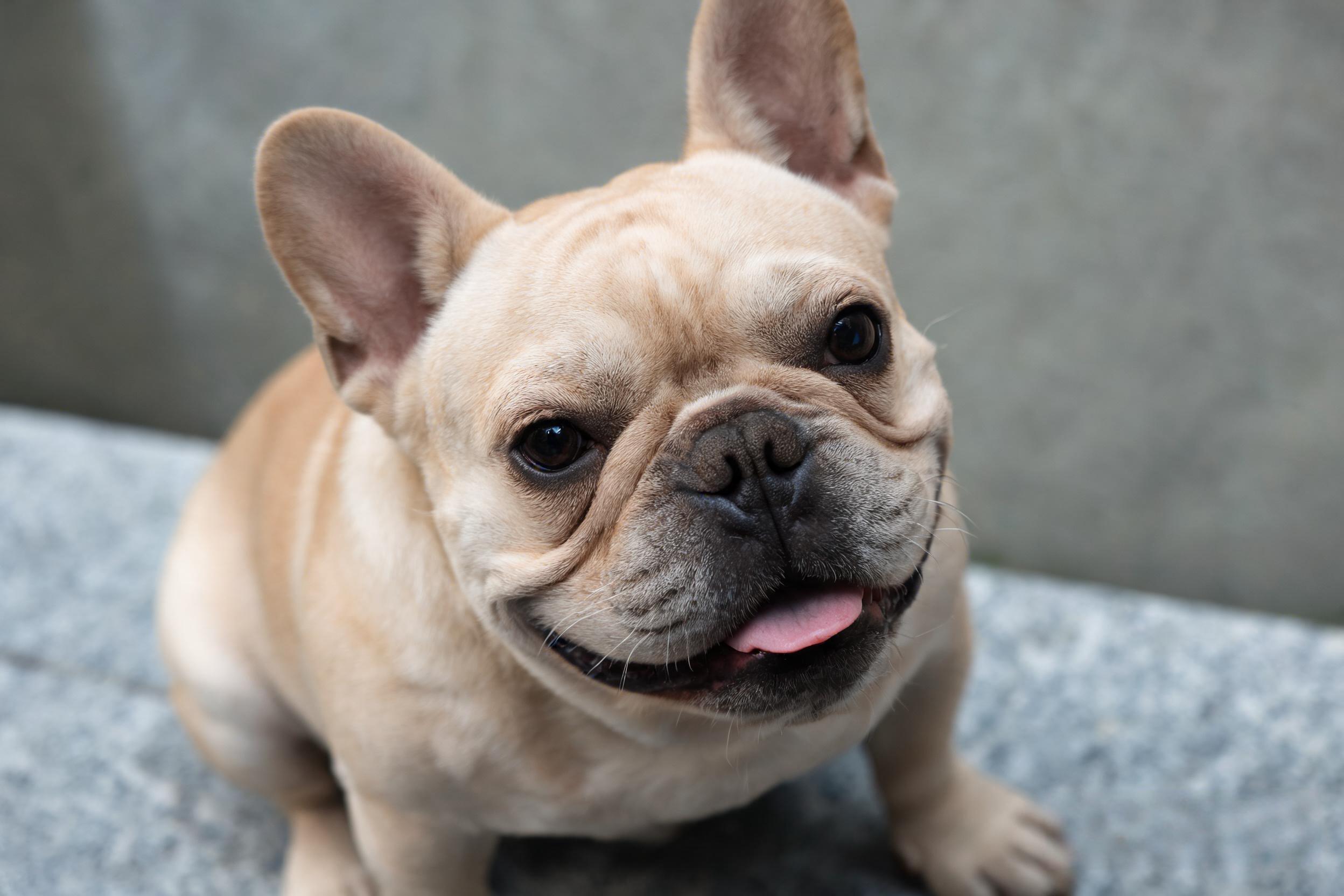 French Bulldog Health Issues in 2026: A Veterinary Guide to Proactive Care