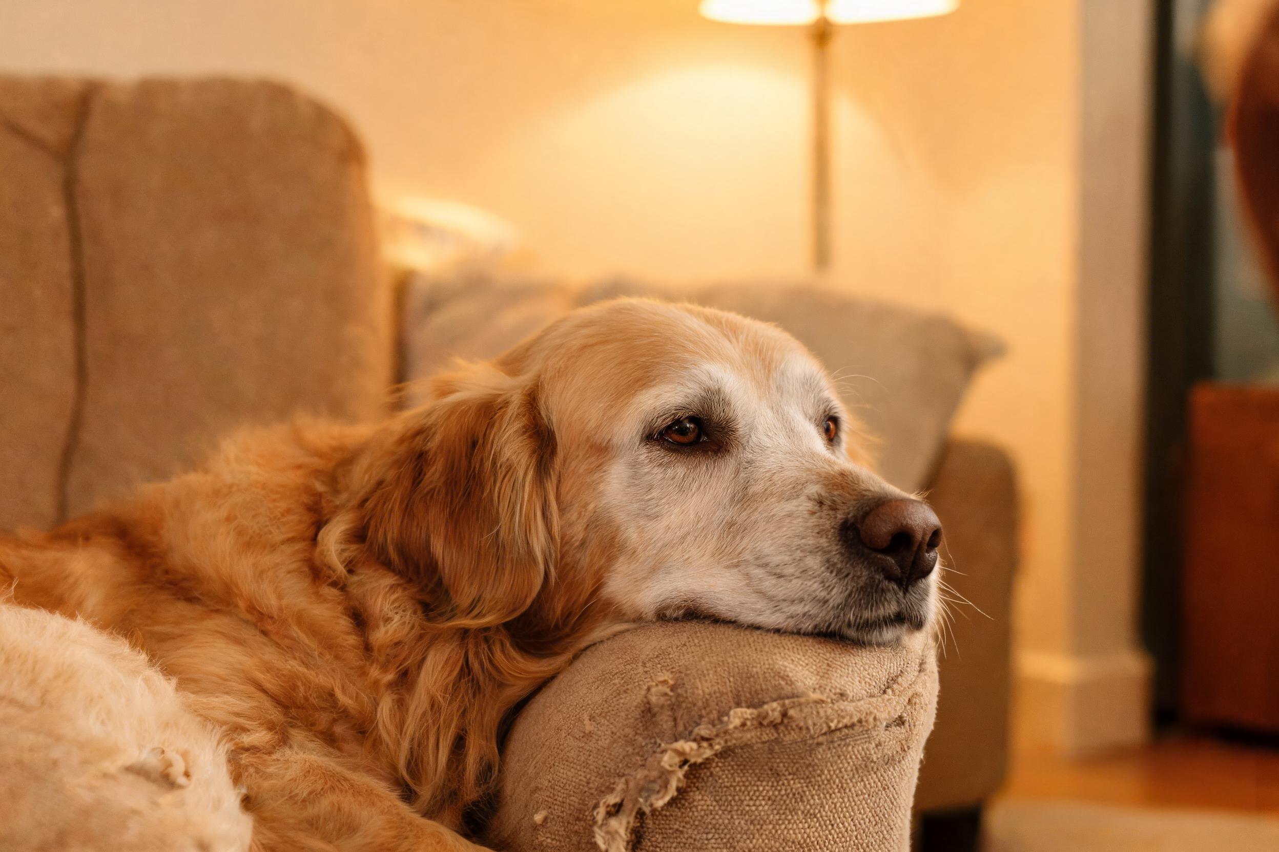Best Senior Dog Food in 2026: A Vet-Informed Guide