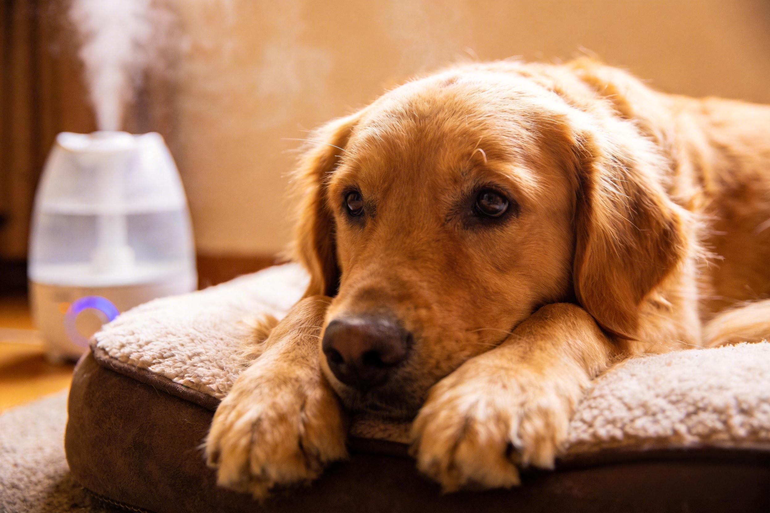 The 2026 Guide to Dog Cough Treatment: What Works, What's New, and When to Worry