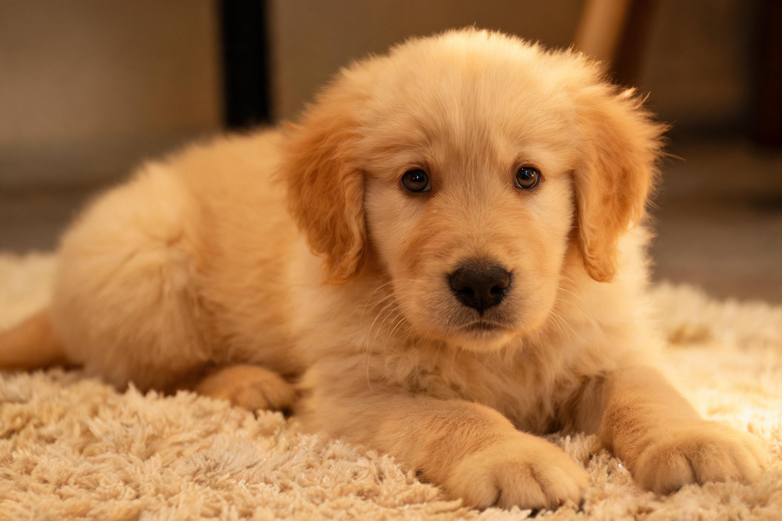 Accident-Only Pet Insurance in 2026: Is Bare-Bones Coverage Enough for Your Dog?