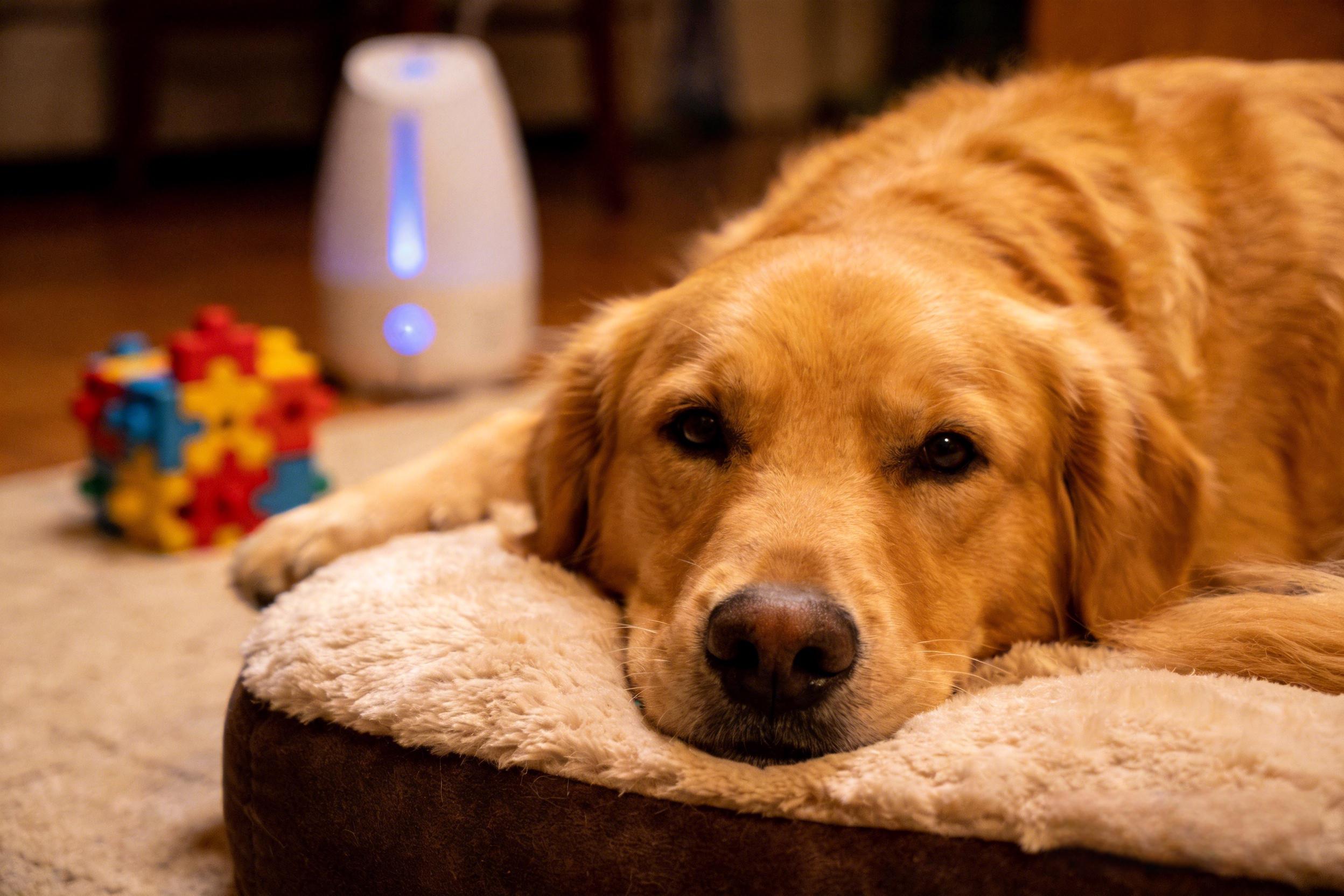 Beyond the Whine: A 2026 Veterinary Guide to Fixing Dog Separation Anxiety